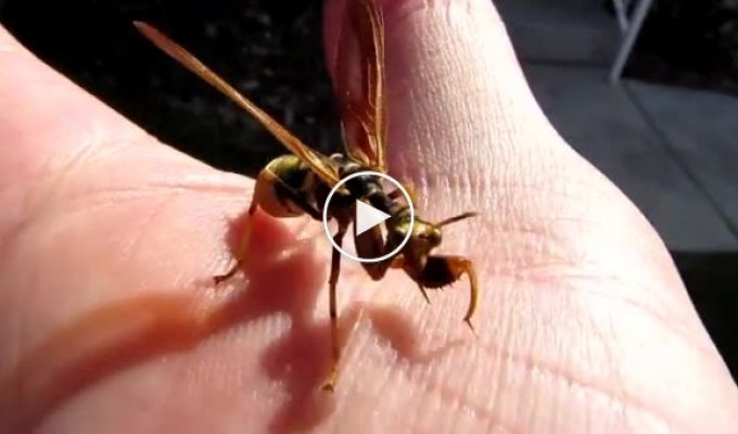 Необычное насекомое