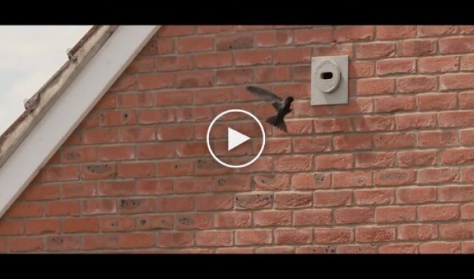 In Scotland, they've mandated the construction of houses with "brick nests" for swifts