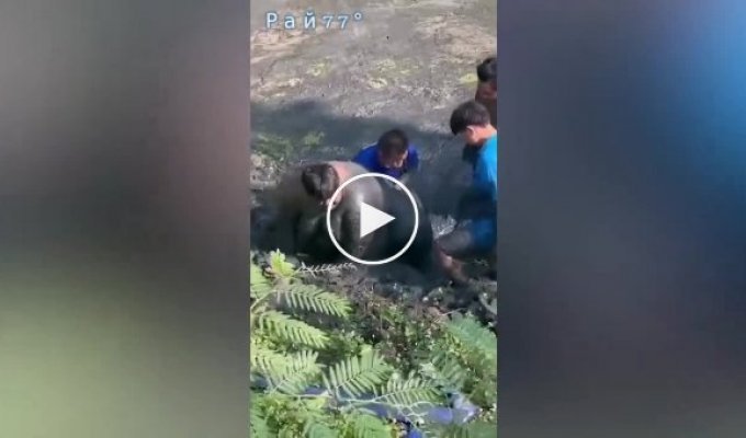 Friends prevented an overweight fisherman from drowning in a Thai swamp