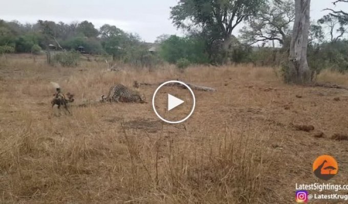 Леопард, дикие африканские собаки и гиены не поделили импалу