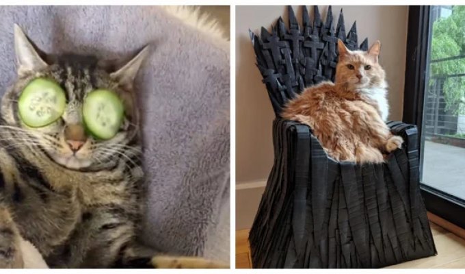 20 примеров из жизни пушистых в стиле котакшери-лакшери (21 фото)