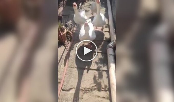 Бонджорно!: жорстокий напад гусей