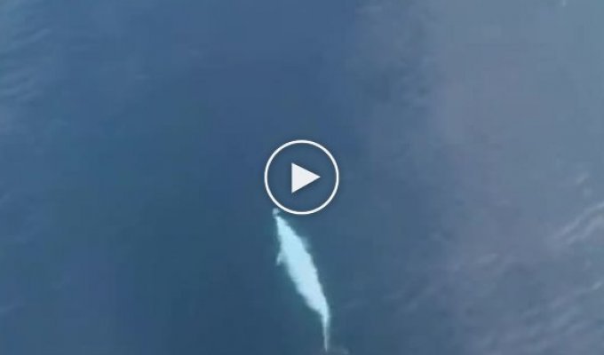 Dolphin rides the wave at the bow of the ship