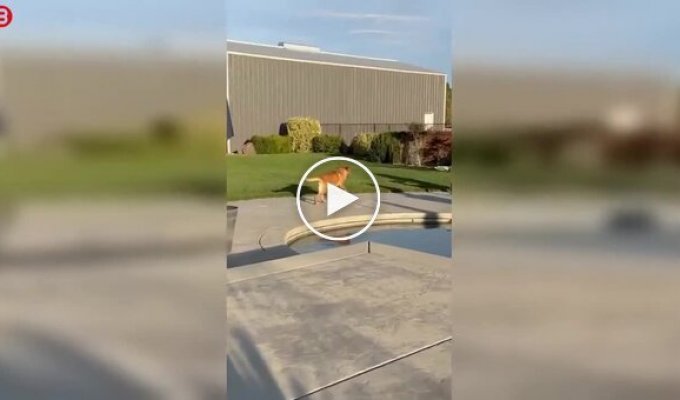 Практически идеальная собака, осталось только научить ее закрывать дверь