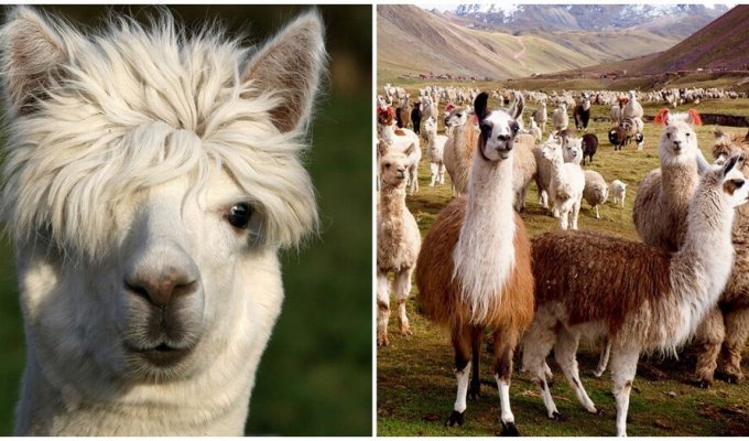 Alpacas are not only valuable fur (7 photos)