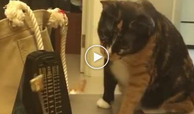 Funny reaction of cats to a metronome
