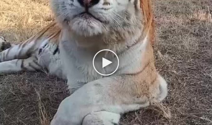 Как чихает тигр