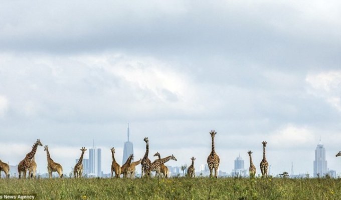 Жирафы на фоне большого города (2 фото)