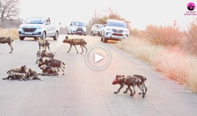 Гиеновые собаки стали причиной затора на дороге