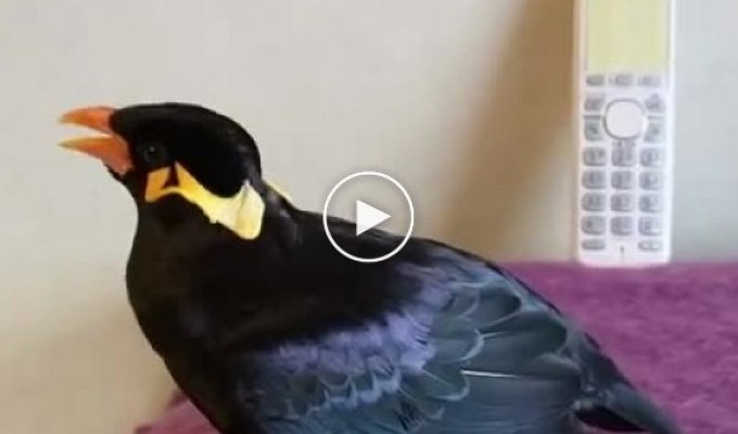 Японская говорящая птица