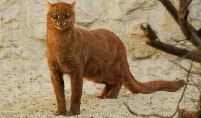Ягуарунди — «маленькая пума» из Центральной Америки (6 фото)