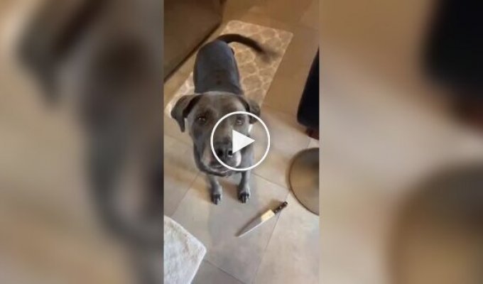 Девушка научила свою собаку мешать ей залипать в телефоне