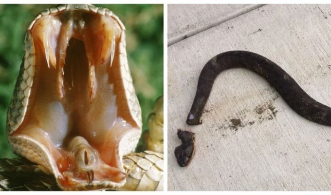 Как змеи ухитряются продолжать жить после обезглавливания? (5 фото)