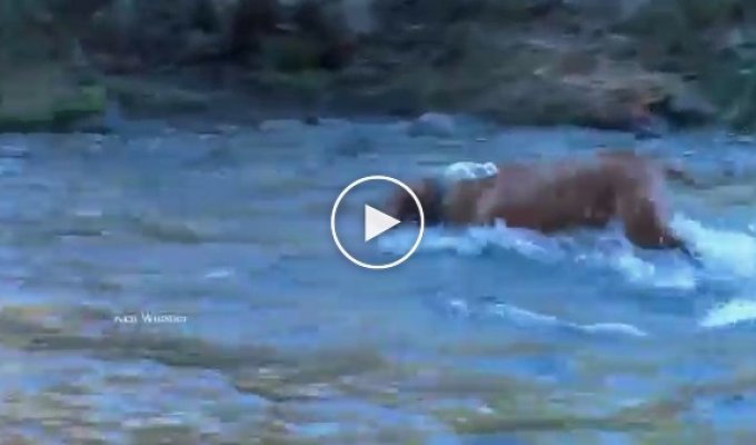 The owner of the pit bull could not believe his eyes when he saw that he pulled the dog out of the water ...