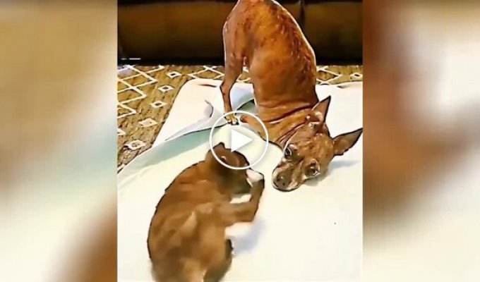 Собака учит щенка без лап стоять самостоятельно