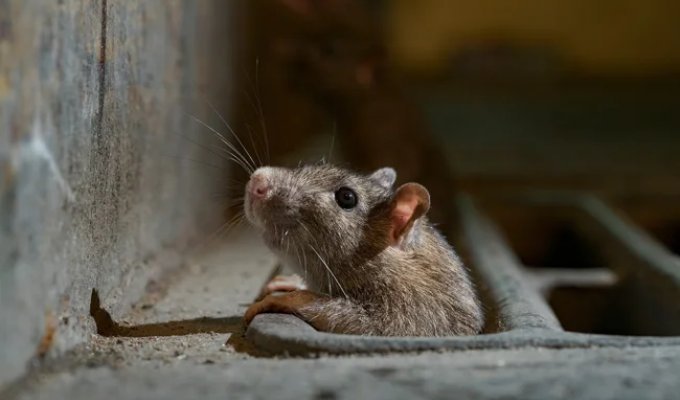 The brown rat: has displaced all other rats and taken over the planet (10 photos)