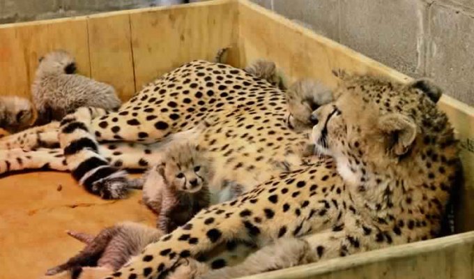 Record number of cheetah cubs born in US (6 photos)
