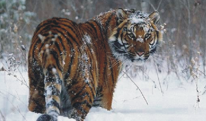 Амурский тигр в Приморье ранил стрелявшего в него охотника (10 фото)