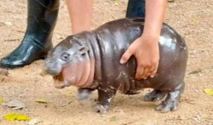 Totem animal: a baby pygmy hippopotamus from Thailand became a star of social networks (11 photos)