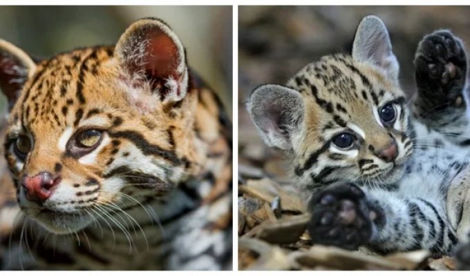 8 удивительных фактов об оцелоте — загадочной кошке джунглей (9 фото)