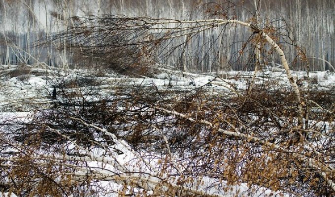 О горящих торфяниках Московской области (49 фото)