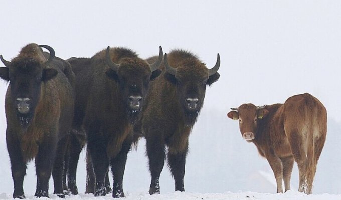 The Polish cow wanted adventure, so she ran away from the lord to the bison who took care of her (6 photos)