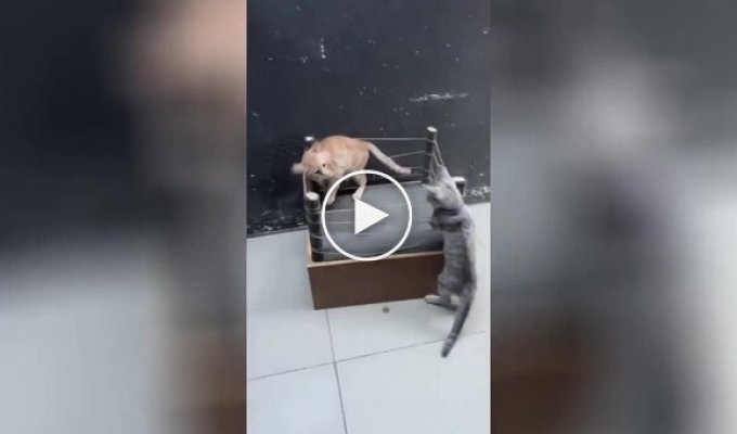 Tough fight between two furry creatures in a mini-ring