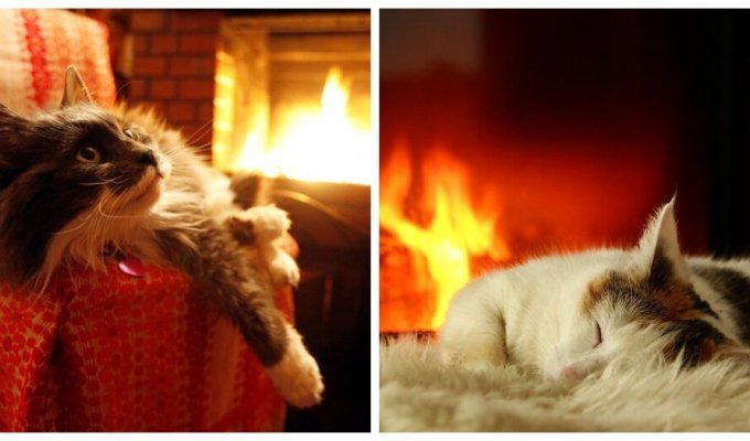 Cats by the fireplace (26 photos)