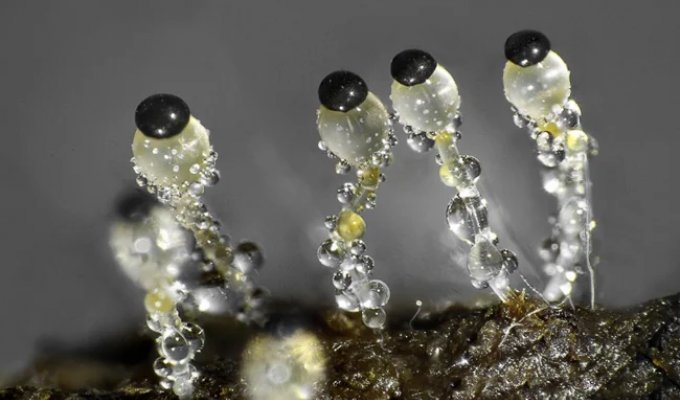 Навозная пушка: существо стреляющее быстрее автомата Калашникова (5 фото)