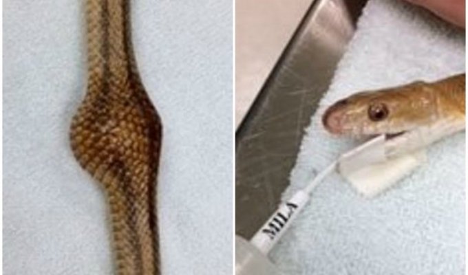 Ветеринары достали из змеи мяч для пинг-понга, который та приняла за еду (6 фото)
