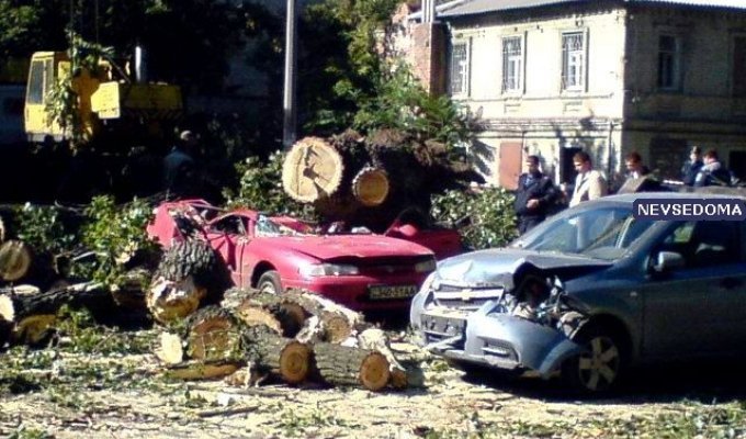 В Днепропетровске дерево убило водителя (5 фото)