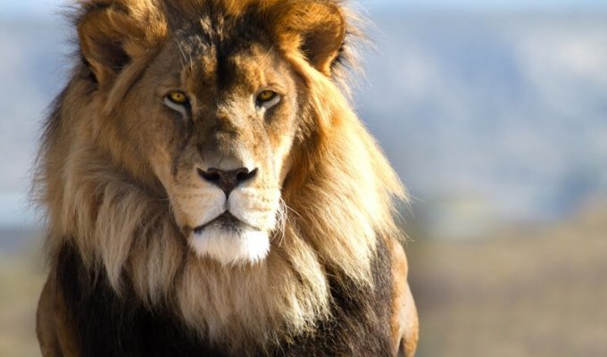 Почему у льва есть грива, а у львицы – нет? (3 фото)