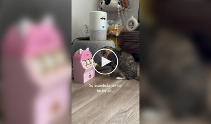 Девушка собрала слот-машину для кошки