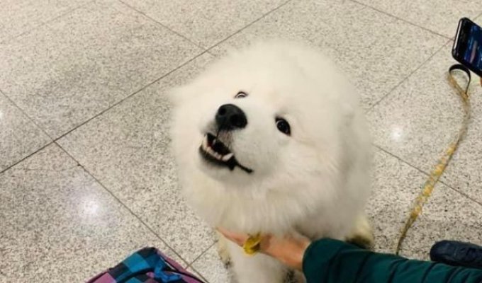 В аэропорту Сочи грузчики разбили переносную клетку с собакой (4 фото + видео)