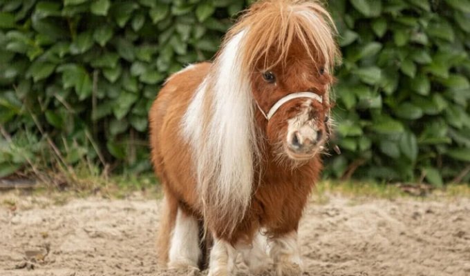 Маленький конь с большим и добрым сердцем (6 фото + 1 видео)