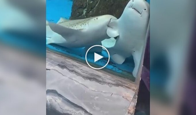 Леопардовая акула «проявила внимание» к сородичу