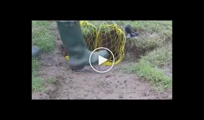 Легкая охота на кролика при помощи мангуста