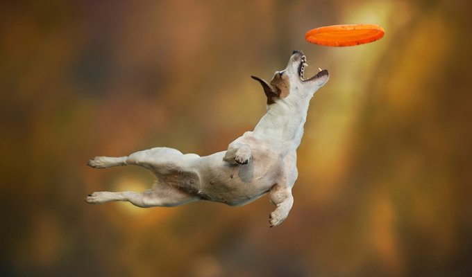 Собаки, которые умеют летать. Забавная и милая фотосессия от Клаудио Пикколи (26 фото)