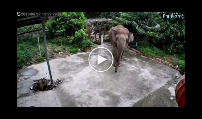 Дикий слон не испугался псов и вломился в частное владение в Китае