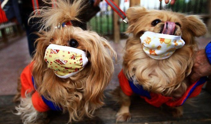 Собаки в масках (2 фото)