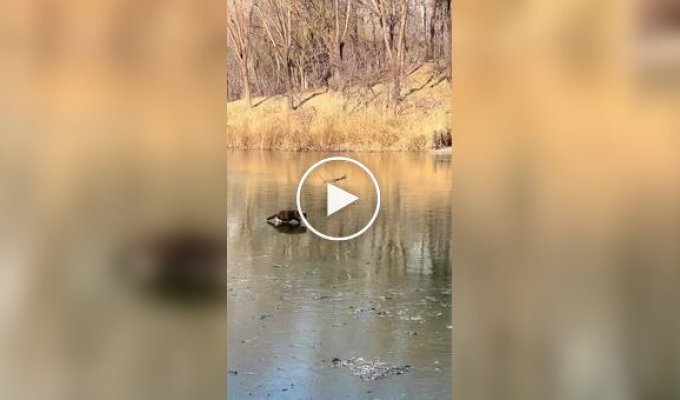 Кот испортил сородичу охоту