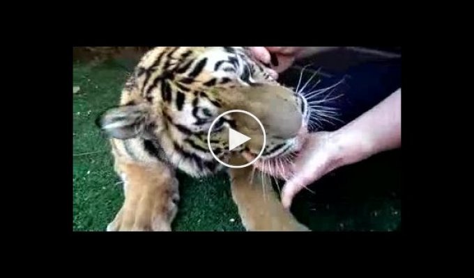 Как удалить больной зуб у тигренка