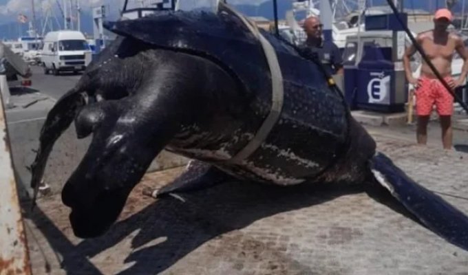 Weighed 300 kilograms: one of the largest turtles in the world was caught in Italy (3 photos)