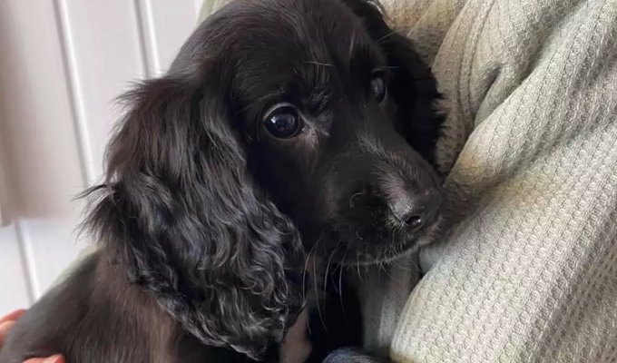 A puppy with six legs was found in a parking lot in the UK (3 photos)