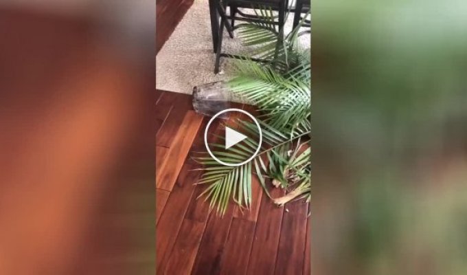 Вероломний напад квітки на невинну собачку потрапив на відео