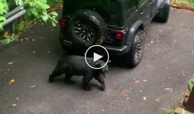 Чоловік лаяв ведмедя, який вирішив залізти в його машину
