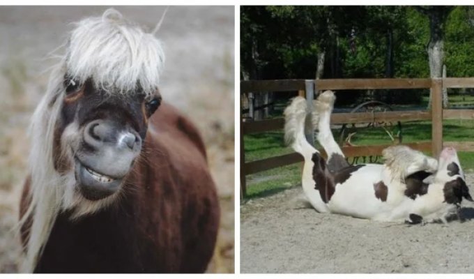 20+ скакунов, способных моментально преобразиться в забавных клоунов (21 фото + 1 видео)