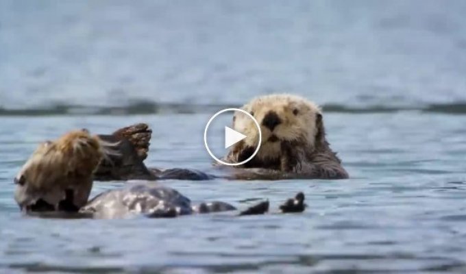 Spy camera filmed resting sea otters
