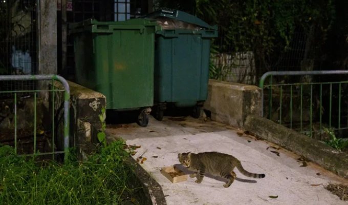 How lifting the ban on cats in Singapore only made things worse (6 photos)