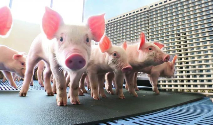 The Pig Skyscraper: Inside the World's Largest High-Rise Swine Farm (13 photos)
